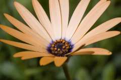 04_06_06-Aster-1-Blumen