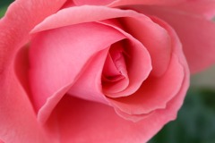 07062008-Botticelli-Rose-Blumen