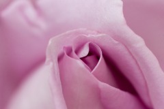 07062008-Waltztime-Rose-Blumen