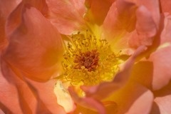 140807-Rose-Blumen