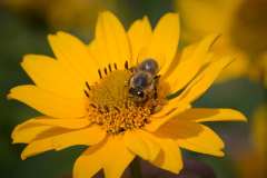 14Aug2010-Tiere-Honigbiene