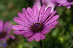 18_05_07-Aster-Blumen