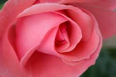 1_07062008-Botticelli-Rose-Blumen