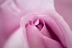 1_07062008-Waltztime-Rose-Blumen