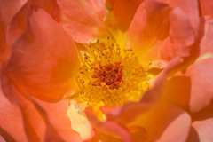 1_140807-Rose-Blumen