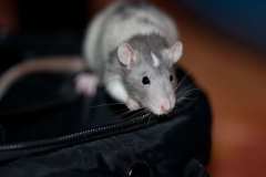 1_31Aug2012_ratte