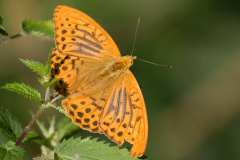 25Jul2008-Kaisermantel-Schmetterling-Tiere