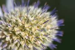 29Jul2008-Distel-Blumen