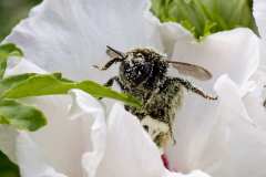 29Jul2008-Hummel-2-Tiere