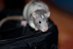 31Aug2012_ratte