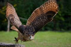 Eule-Tierpark-Stralsund-2